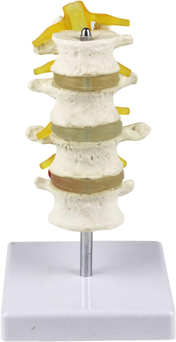 DYTAH Lumbar Spine Model Four Sections Normal Lumbar Vertebrae Combination Human