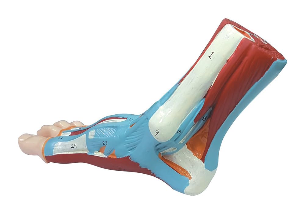 ZX | Foot Anatomy Model | PVC | Life Size (B0CRYHRRGY) Amazon Price History, Amazon Price Tracker