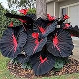 Prefiere suelos fértiles, bien drenados y húmedos. Este Funkie es muy tolerante al frío, resistente a las algas y puede