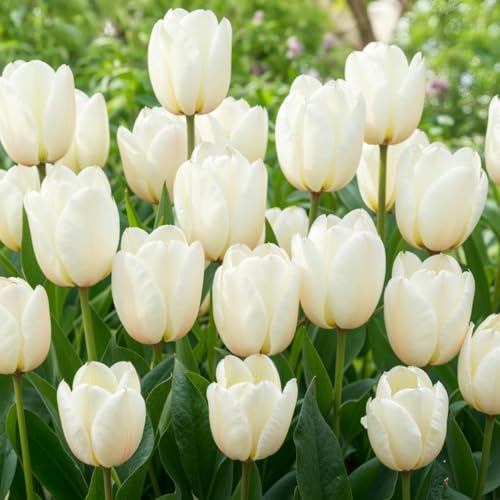 Tulpenzwiebeln Winterhart Mehrjährig - White Passion - 25 Blumenzwiebeln - Echte Pflanzen aus Holland - Tulpen zwiebeln für Garten, Töpfe und Balkon (große Knollen, kein Samen, nicht künstlich)