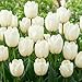 Produktbild Tulpenzwiebeln Winterhart Mehrjährig - White Passion - 25 Blumenzwiebeln - Echte Pflanzen aus Holland - Tulpen zwiebeln für Garten, Töpfe und Balkon (große Knollen, kein Samen, nicht künstlich)