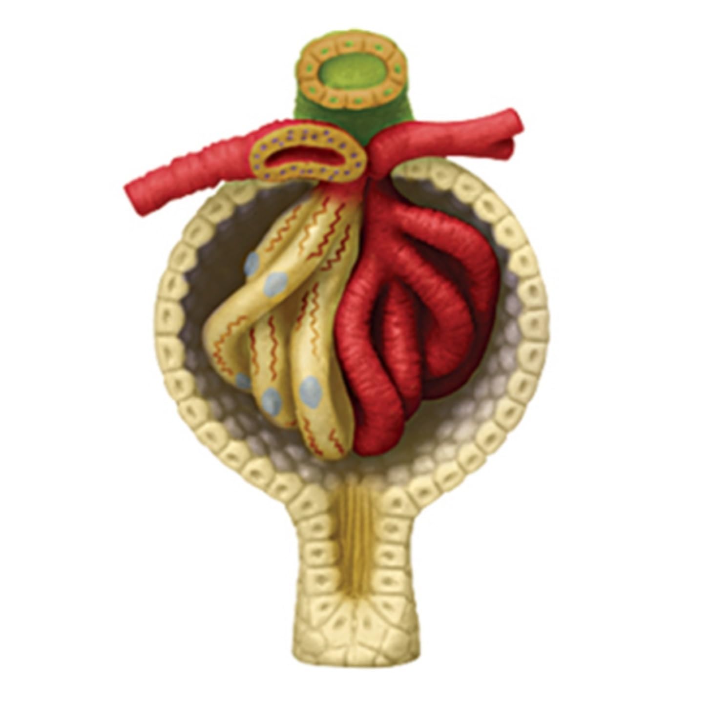 Anatomiczny Ludzkie Model Anatomii Nerek Człowieka 4d Vision Odpinany 13 Części Anatomia Do Nauki Medyczny Model Anatomiczny