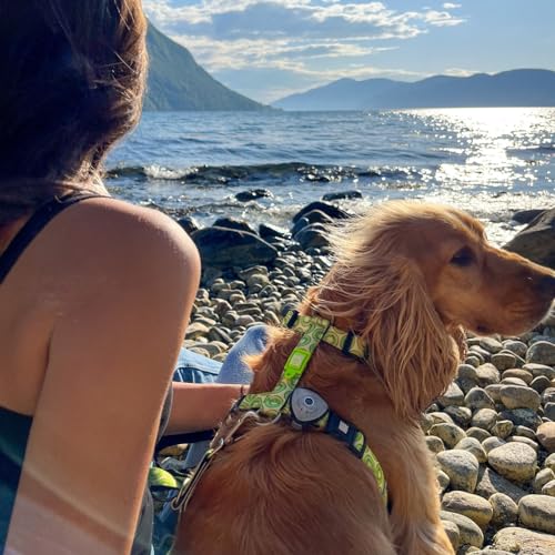 Max & Molly H-Geschirr - Kiwi, S