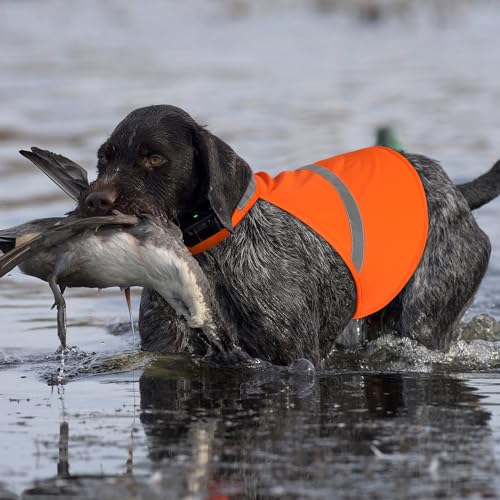 Warnweste Hund mit reflektierenden Elementen für Outdoor Aktivitäten Tag und Nacht, Verstellbar Sicherheitsweste für Hunde für Hält den Hund Sichtbar mehr Sicherheit im Dunkeln Orange XL