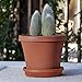 Bloem Terra Pot Planter: 12