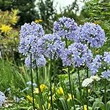 agapanto agapanthus reverdecimiento de tejados semillas de verano balcón semillas orgánicas oficina balcón parterre prados silvestres bonsái 600pcs
