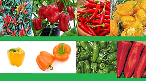 Chilisamen Set 8 Sorten Profisaatgut Salat Saatgut Chili Paprika Samen Habanero Cayenne Padron