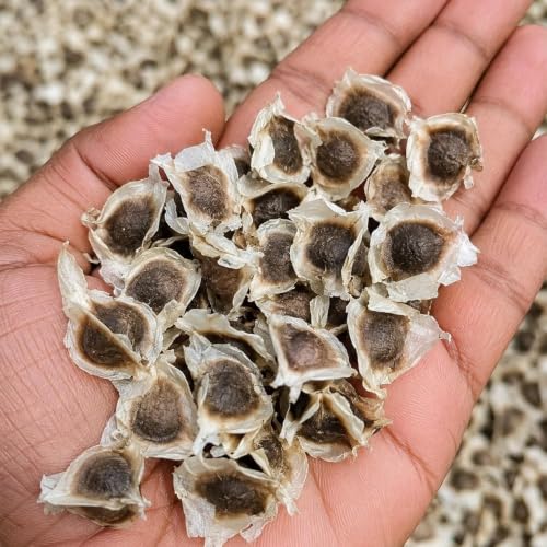 Image of Moringa Seeds 10 Seeds + Free 20 Marigold Seeds | Drumstick (Sahjan) Tree Seeds | Fast Growing Medicinal Herb Rich in Nutrients | Home Garden, Kitchen Garden & Outdoor Planting