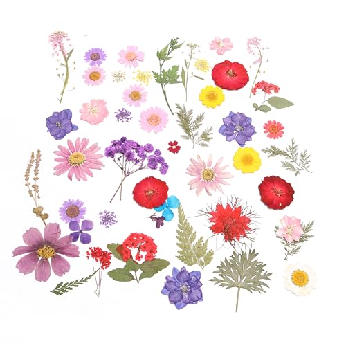 Set de flores secas naturales 140 piezas para manualidades miniatura 6