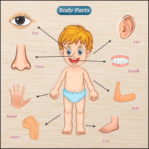 Image of Body Part Puzzle Kids Wooden Toys for Kids 3 + Jigsaw Puzzles for Adults Baby Learning Toys Educational Toys for 2 Board Game