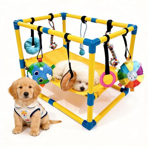 Salle de Jeux pour Chiens, Centre D'activité de Jeu pour