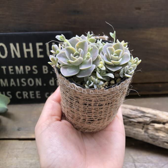 Amazon｜斑入り子持ち蓮華 ミニサイズ 子持ち蓮華錦 多肉植物
