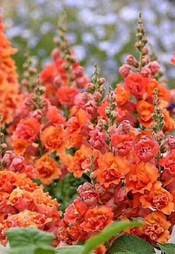 Petal and Thorn 50 Bright Orange Hollyhock Seeds