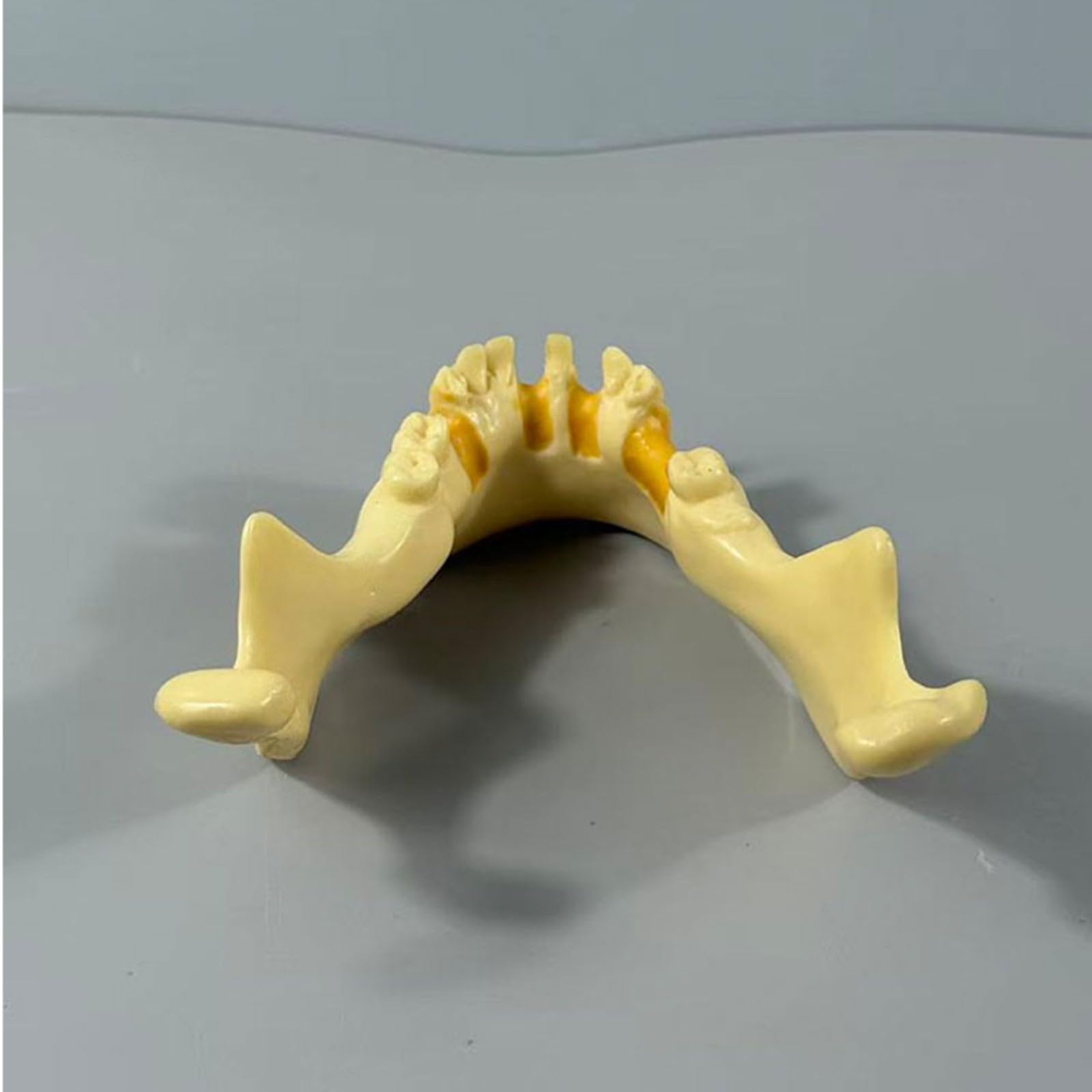 Model szczęki dentystycznej do praktyki implantologicznej, żuchwy do wiercenia i wkładania, idealny do treningu stomatologicznego i praktyki implantów zębów, do skutecznej praktyki