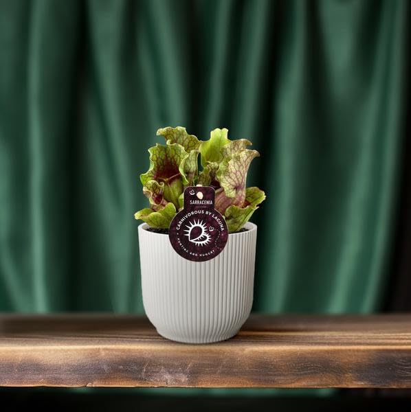 Roślina ogrodnicza Sarracenia – mięsożerna roślina pokojowa Ø 12 cm – wysokość ok. 20 cm – egzotyczne wzornictwo – oczyszczająca powietrze i łatwa w pielęgnacji