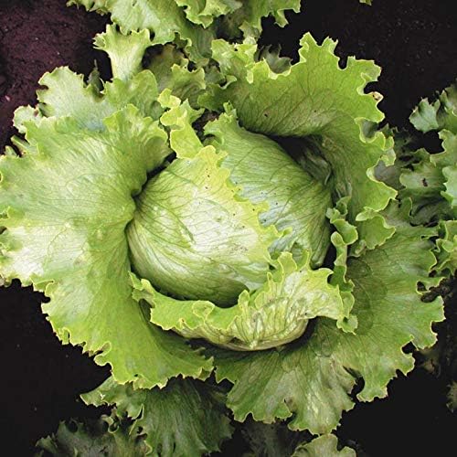 Miniatura 4 de Semillas Iceberg Lechuga Verde Crisphead Buttercrunch No GMO Heirloom