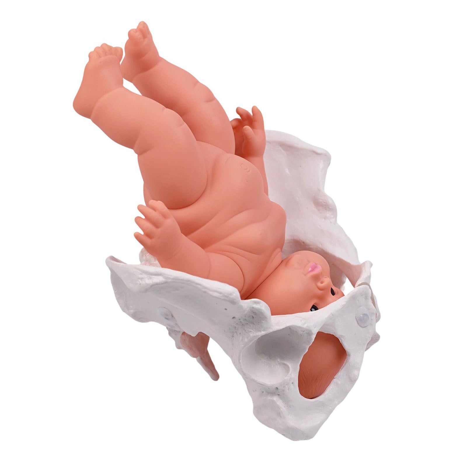 Modello di bacino femminile con ostetricia bambino insegnamento donne aiuto mobile per ostetrica educativa femmina e bambino