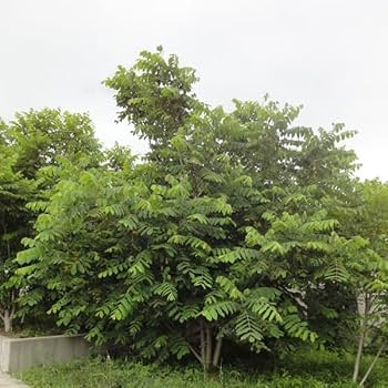 菓子クルミの 成木 くるみ 苗木 【菓子クルミ】 3年生 約1.1m 大苗