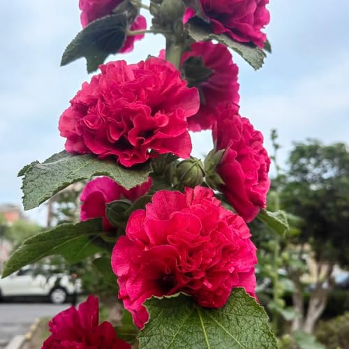 semi di malvarosa resistenti biologici aiuola di malvarosa da giardino roccioso resistenti all'esterno selvatici da balcone 2000pcs