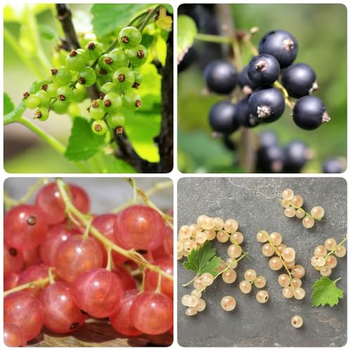 semillas de grosella espinosa, semillas de frutas Grosella espinosa, fresca 100pcs