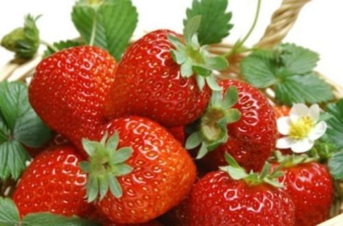 Fruit seeds - Strawberry Strawberries Alpine Fragaria 30 seeds pack by Seedscare India (B01GJVELLW) Amazon Price History, Amazon Price Tracker