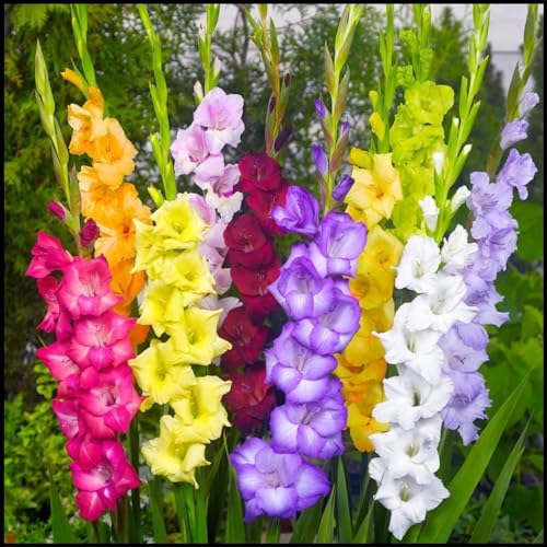 Gladioli bulbi,piante erbacee perenni,bulbi di fiori colorati e resistenti,profumato,Giardino del gladiolo in vaso,bulbi di gladioli(senza semi,non artificiali,resistenti)-5bulbi-A