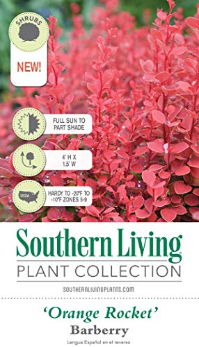 Southern Living Plant Collection Rocket Barberry (2 Gallon) Deciduous Shrub With Unique Foliage - Full Sun To Part Shade Live Outdoor Plant #TOP1