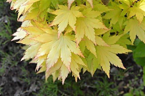 Image of Close-up of buds of Summer Gold Japanese Maple