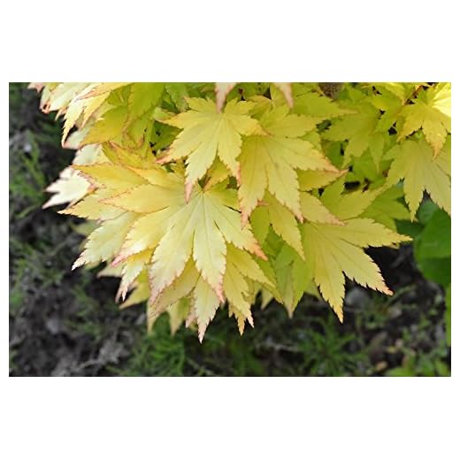 Summer Gold Japanese Maple- Best Gold in Summer - Does not Burn in Full Sun 1 - Year Live Tree