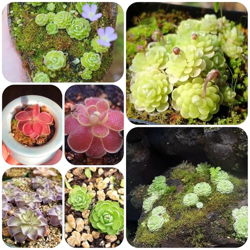 plantas carnívoras - semillas de mantecosa planta de maceta plantas decorativas semillas para los amantes la jardinería jardín en macetas jardín en macetas suculentas 250pcs