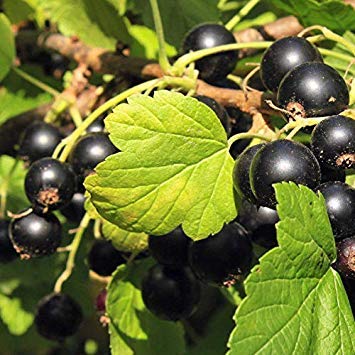 Germinazione I Semi: 3 talee: Piante di Ribes Nero e Ritagli, Frutti di Bosco Albero/schrub, Semi