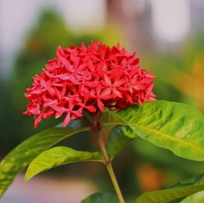 Hidden Enterprise Beautiful All Time Bonsai Healthy Live Red Rongon(Ixora) Flower Plant For wonderful Home Garden Outdoor Flower plant Pack Of 01. (B0D2V9TMFW) Amazon Price History, Amazon Price Tracker