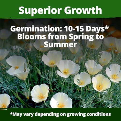 Image of HOME GROWN California Poppy Ivory Castle 2500 Seeds 3.3g 2026 Spring Flower Seeds for Planting Outdoors, California Poppies, Bulk Perennial Self-Seeding Flower Seeds (Eschscholzia Californica)