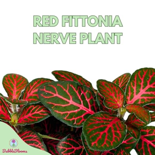 BubbleBlooms Red Fittonia Albivenis Nerve Plant in a 4 inch Pot Silver Net Leaf, Mosaic Jewel Creeping Indoor Plant verschaffeltii BubbleBlooms Red Fittonia Albivenis Nerve Plant in a 4 inch Pot Silver Net Leaf, Mosaic Jewel Creeping Indoor Plant verschaffeltii