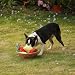 CHEWFFON Quietschende Plüschhundespielzeuge, Welpenspielzeuge, Erdbeer-Quietschspielzeug, Haltbare Hundespielzeuge mit robustem Nylonfutter, Stoffhundegeschenke für Kleine, Mittlere und Große Hunde