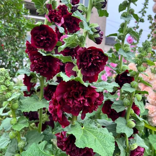 semi di malvarosa - regali insoliti d'appartamento decorazione 180pcs