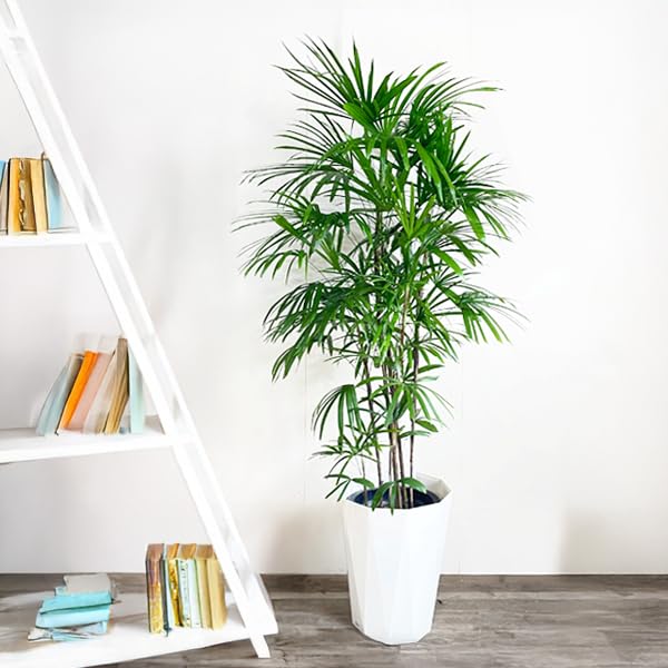 Amazon｜棕櫚竹 シュロチク 観葉植物 10号 大鉢 観葉植物 寒さに