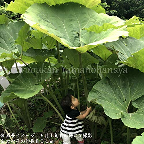 Amazon.co.jp: アキタフキ 素掘り苗 山菜苗/秋田蕗▽紫桜館山の花屋
