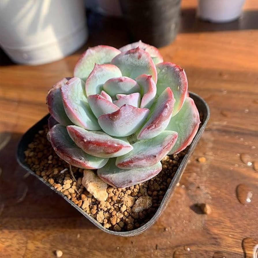 Amazon.co.jp: 農園直売 多肉植物 寄せ植え エケベリア属 SNOWY