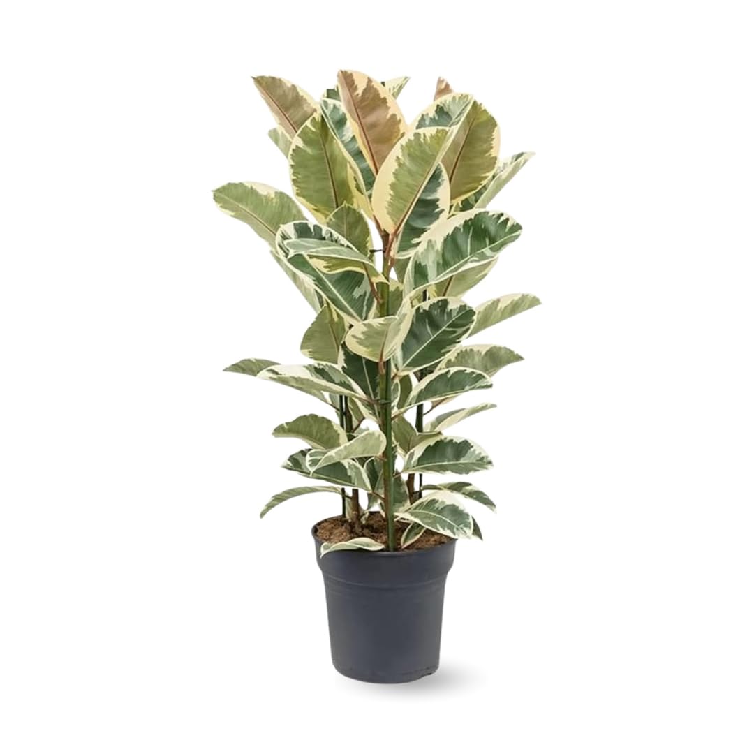 Attitude Jardin – Ficus Elastica – 70-80 cm – ⌀ 24 cm – Zimmerpflanze