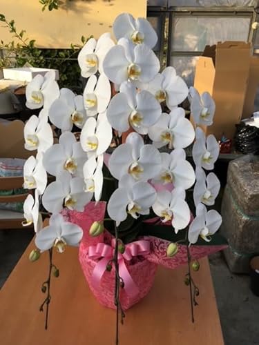 [予約受付] やない洋蘭園 白大輪胡蝶蘭 (8号鉢/3本立て)|花 ギフト 洋ラン お祝い 誕生日 記念日 敬老の日 長寿祝い 開店祝い 移転 開院 内祝い 発表会 [0671]