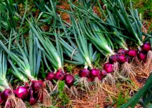RUBY RED LONG DAY ONION! 30 SEEDS! EASY TO GROW! COMBINED S/H!