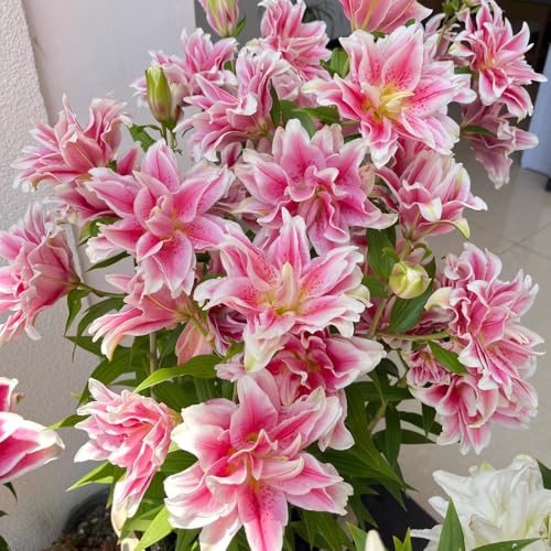 Lily Bulbs, Fall Planting, Spring Emergence, Seasonal Cycle, Gardening Schedule 5pcs