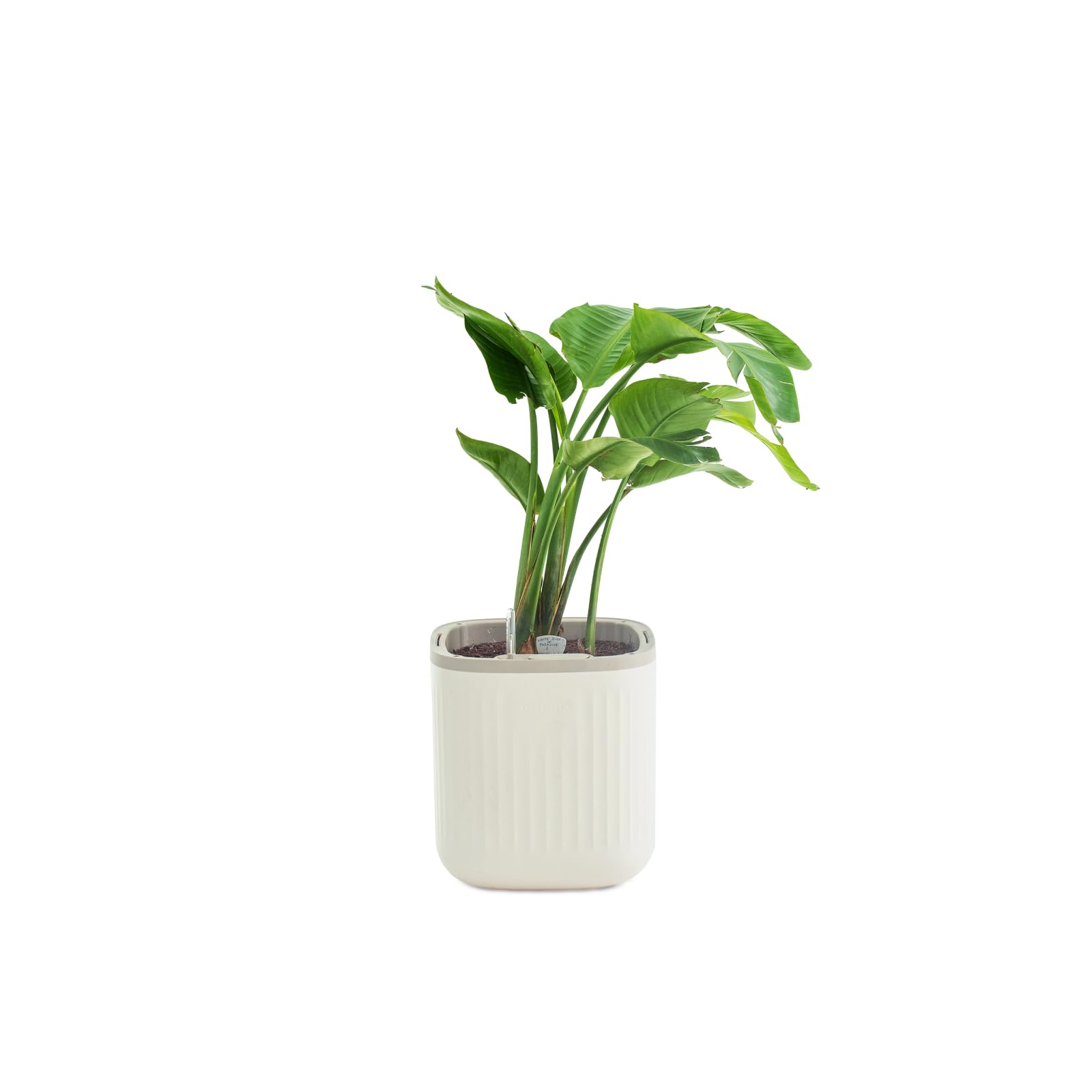 Vego garden Planters for Outdoor & Indoor Plants, Large Plant Pots with Self Watering, 15" Tall Large Plant Pots with Trellis for Flowers Plants Decor, Cream White: Cream White No Trellis