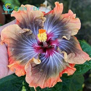 100 piezas Gigante Hibiscus Semi 24kinds Hibiscus rosa-sinensis semi di Fiore Colore Della miscela di Hibiscus Albero semi per piante da Fiore in Vaso