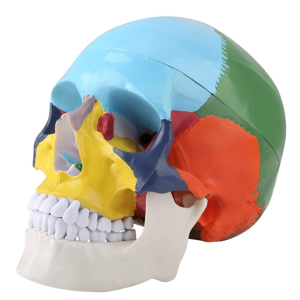 Gehirn Modell Lehrinstrument farbiges erwachsenes menschliches Schädelanatomisches medizinisches Modell einschließlich abnehmbarer Schädelkappe und artikuliertem Unterkiefer mit Ausweis