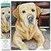 Produktbild DIAMOND DOTZ 2592631 Original 5D Diamond Painting Squares Set, Labrador, DIY Diamant-Malerei-Kit mit quadratischen Glitzersteinen für Erwachsene und Kinder ab 12 Jahren, Intermediate