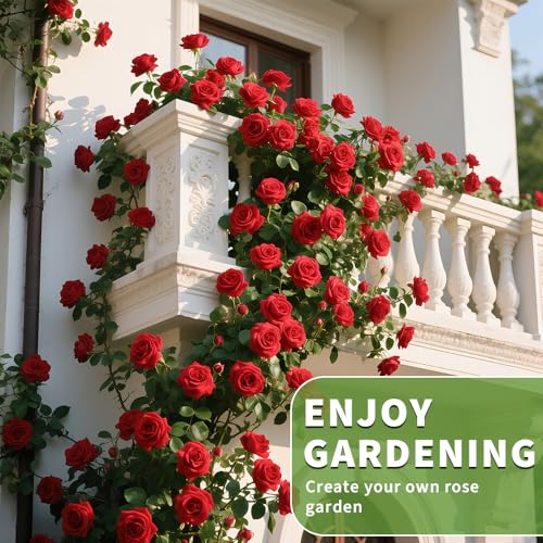 image for Ficoszo 200+ Red Climbing Rose Seeds for Planting Outdoors Ornamental 