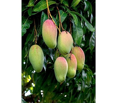 Image of Valencia Pride Mango Plant (Grafted Plant Height 2-3 Feet) Hybrid 1 Healthy Live Frout Plant For Home Garden Fruit After 2-3 Years Grafted Mango Tree