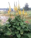 New Fresh 20pcs Semillas de plantas Ligularia amarillas